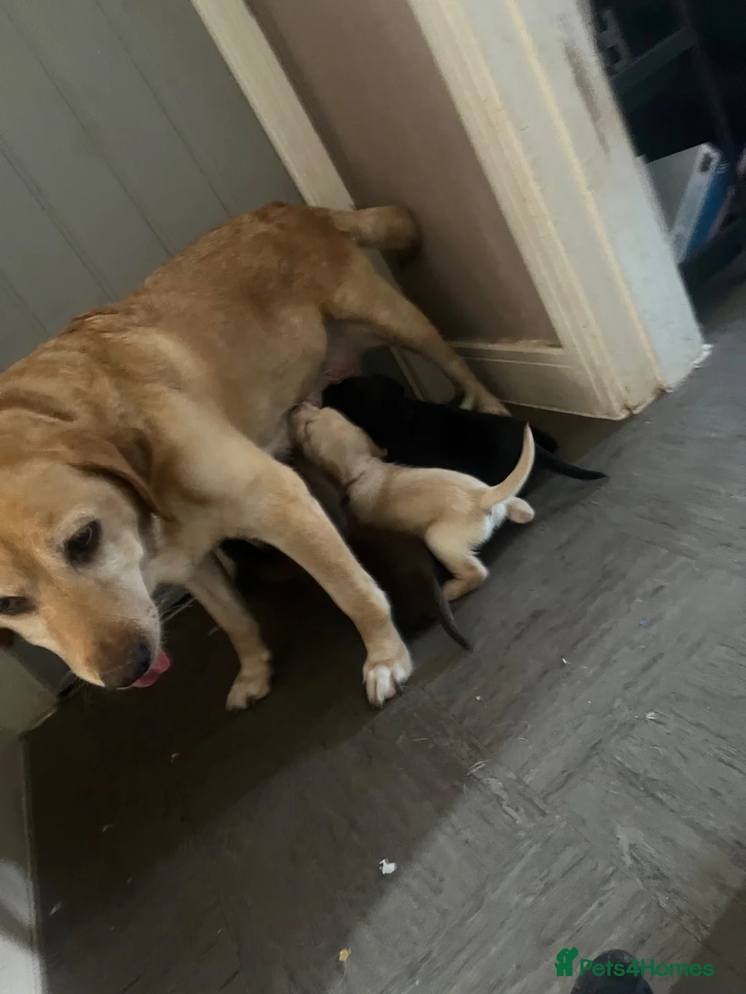 Springador dogs for sale: 4 male puppies looking for good homes - Advert 1