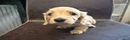 Miniature Dachshund dogs for sale: Exceptional KC Registered Miniature Dachshunds  - Advert 18