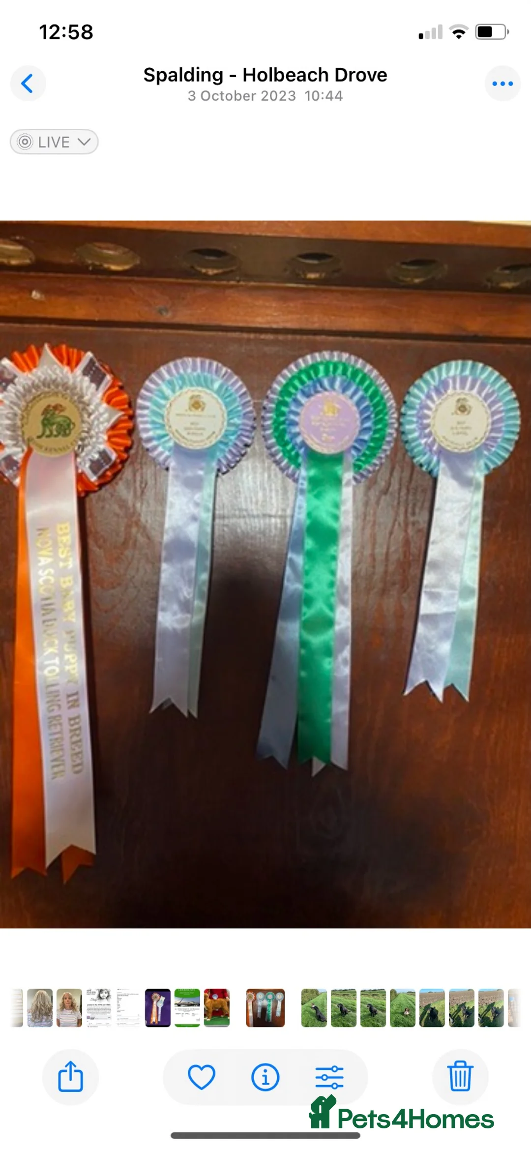 Nova Scotia Duck Tolling Retriever dogs for sale: Fantastic KC Reg Nova Scotia pups  - Advert 2