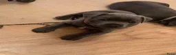 Staffordshire Bull Terrier dogs for stud: Blue Staffordshire Bull Terrier for Stud - Advert 8