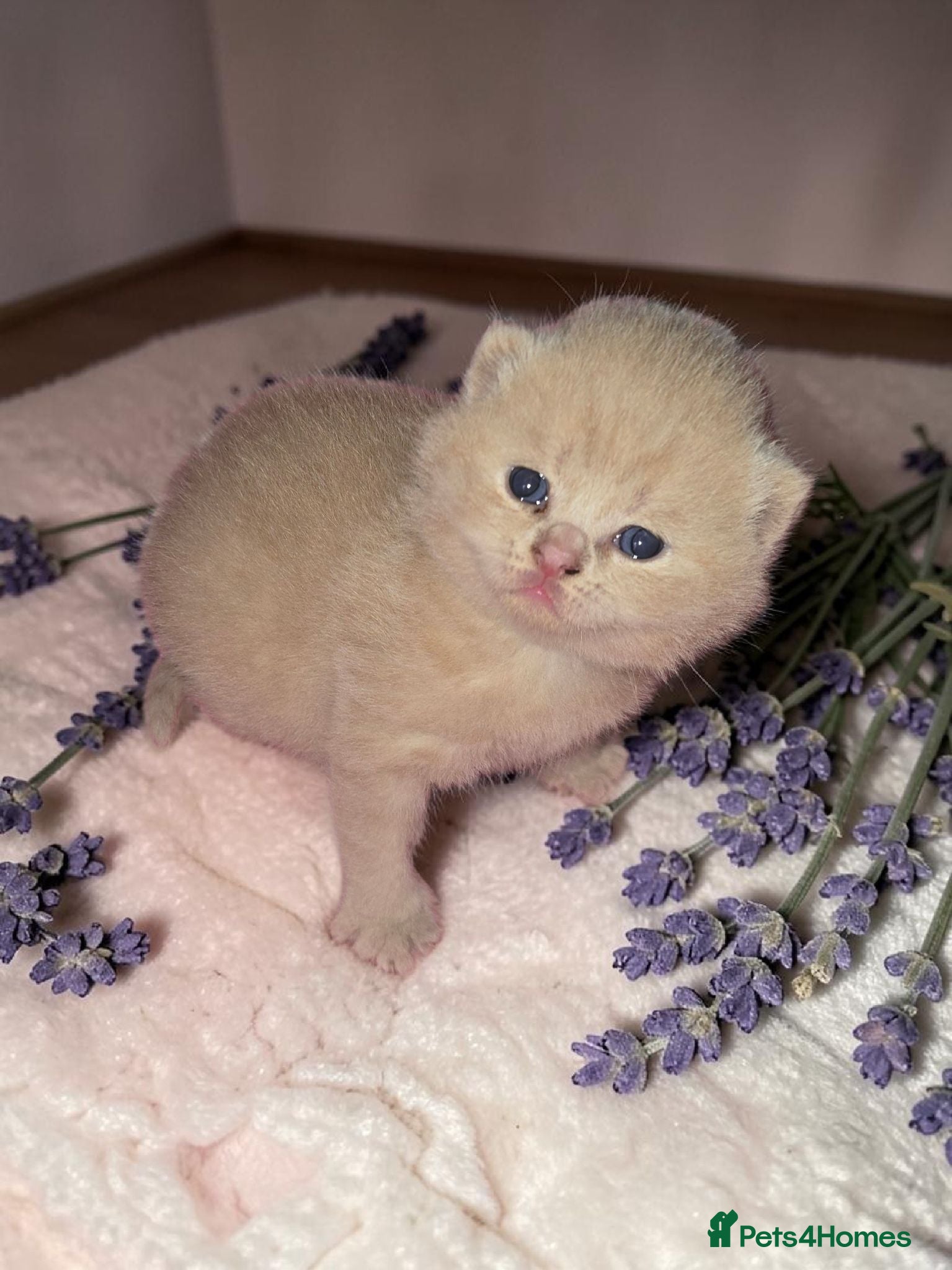 British Shorthair cats Absolutely beautiful kittens looking forever homes - Advert 12