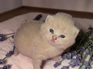 British Shorthair cats Absolutely beautiful kittens looking forever homes - Advert 12
