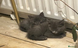 Mixed Breed cats for sale: Russian blue cross stunning kittens 10 weeks old  - Image 8