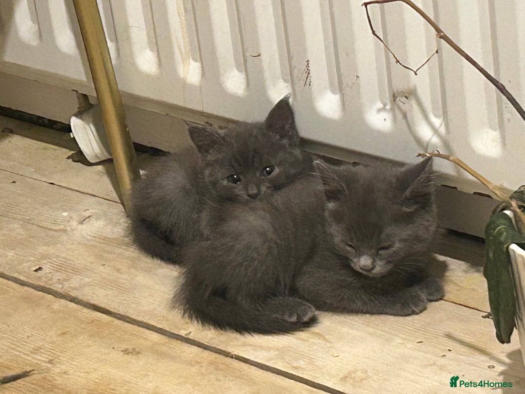 Mixed Breed cats for sale: Russian blue cross stunning kittens 10 weeks old  - Image 8