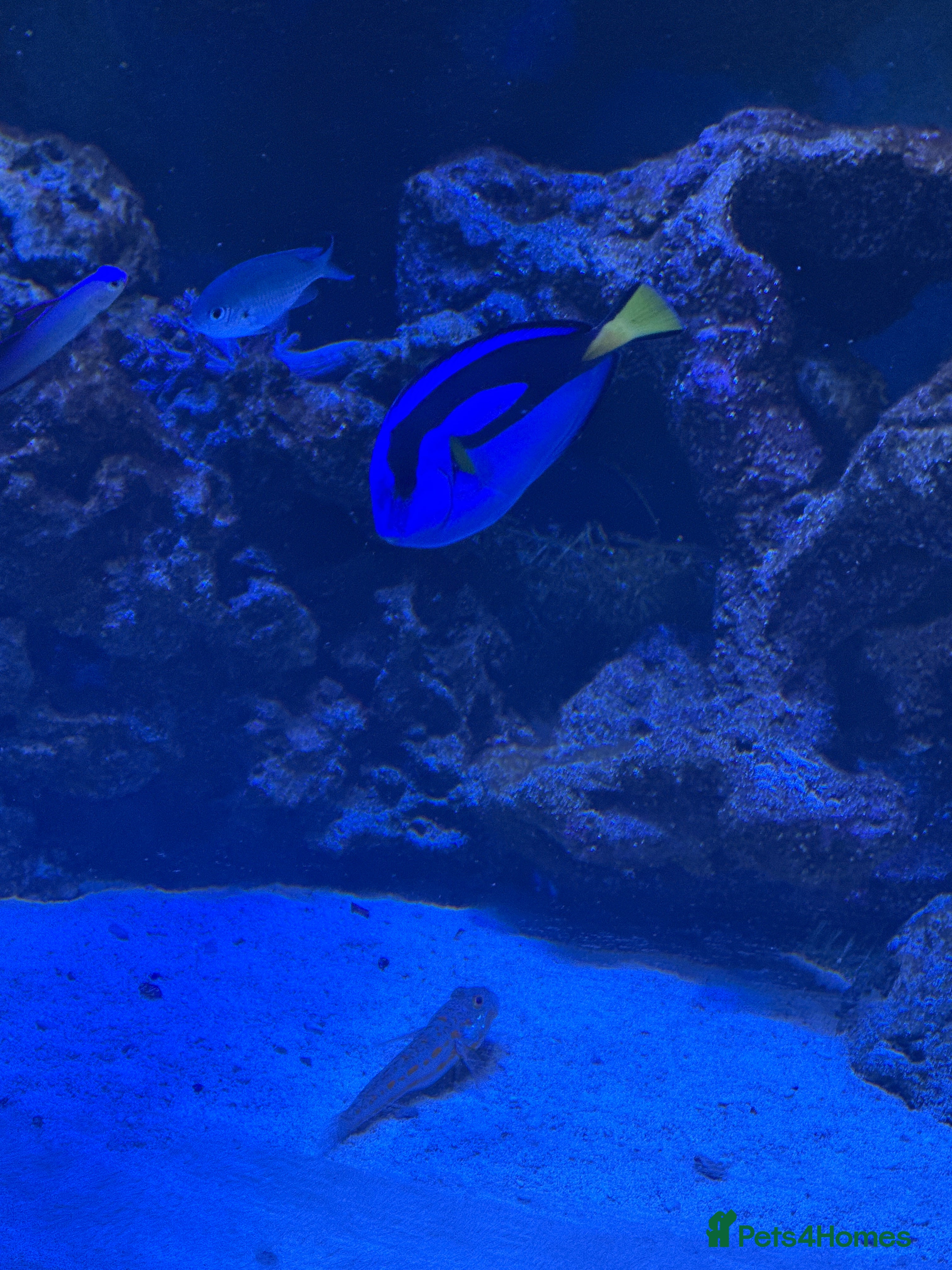 Shrimps fish Marine fish - Advert 1