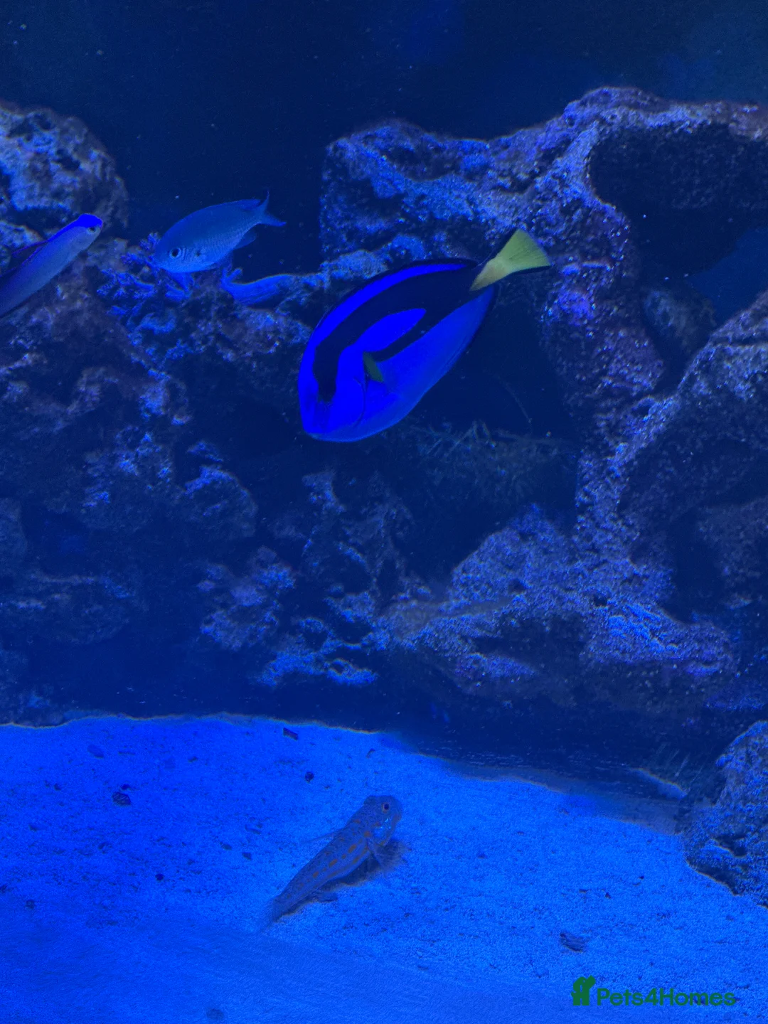 Shrimps fish for sale: Marine fish - Advert 1