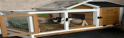 Mini Lop rabbits for sale: Rabbit (Bonnie) for free in good home - Advert 2