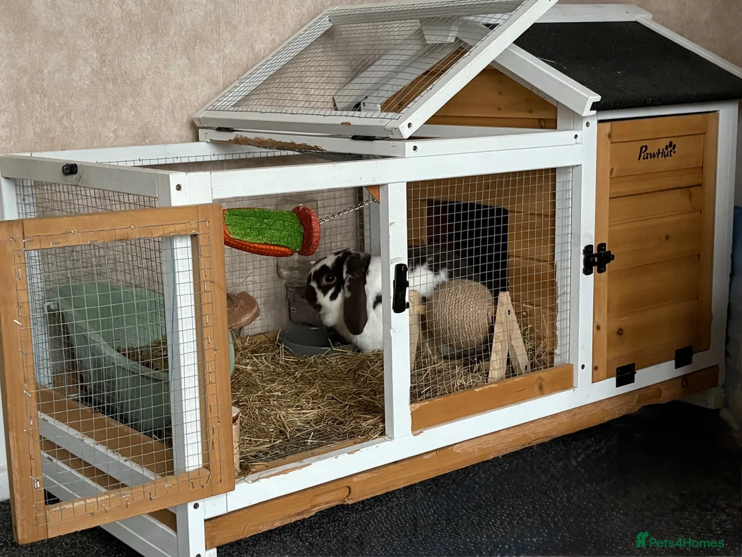 Mini Lop rabbits for sale: Rabbit (Bonnie) for free in good home - Advert 2