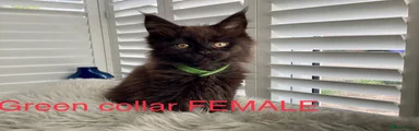 Green collar Maine Coon Kitten 
