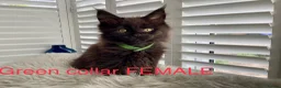 Maine Coon cats for sale: Bundles of fluff,  Maine Coon kittens  - Advert 14