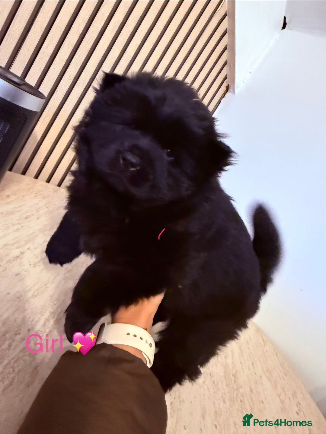 Chow Chow dogs for sale: Merle chow chow - Advert 4