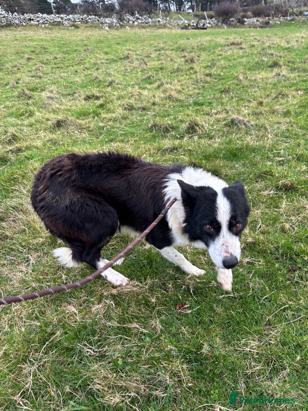 Border Collie dogs for sale: 2 failed sheepdog and 1 potential worker  - Advert 5