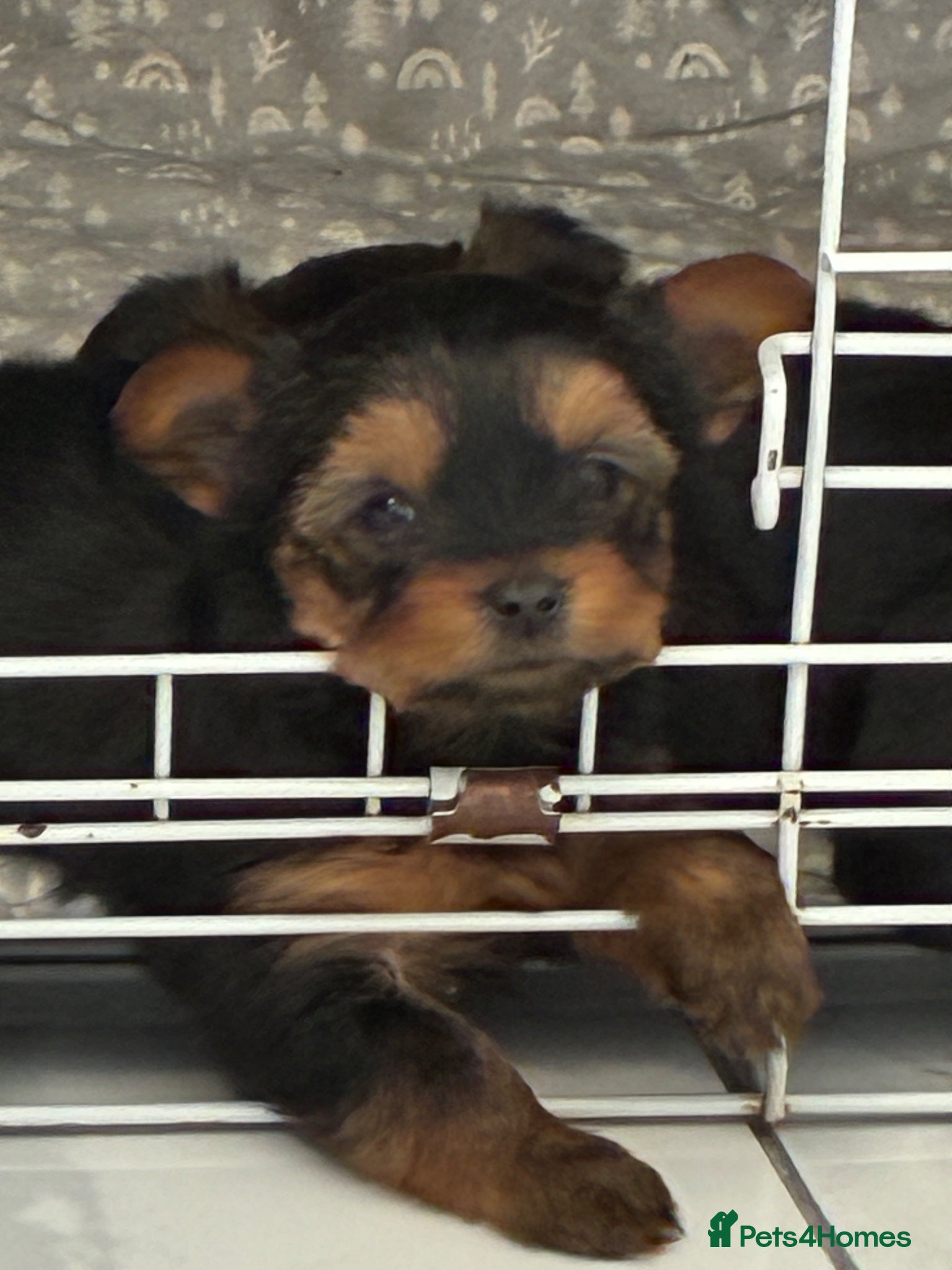 Yorkshire Terrier dogs Kc Yorkshire terrier puppy’s  - Advert 1