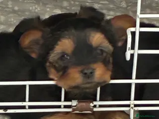 Yorkshire Terrier dogs Kc Yorkshire terrier puppy’s - Advert 4