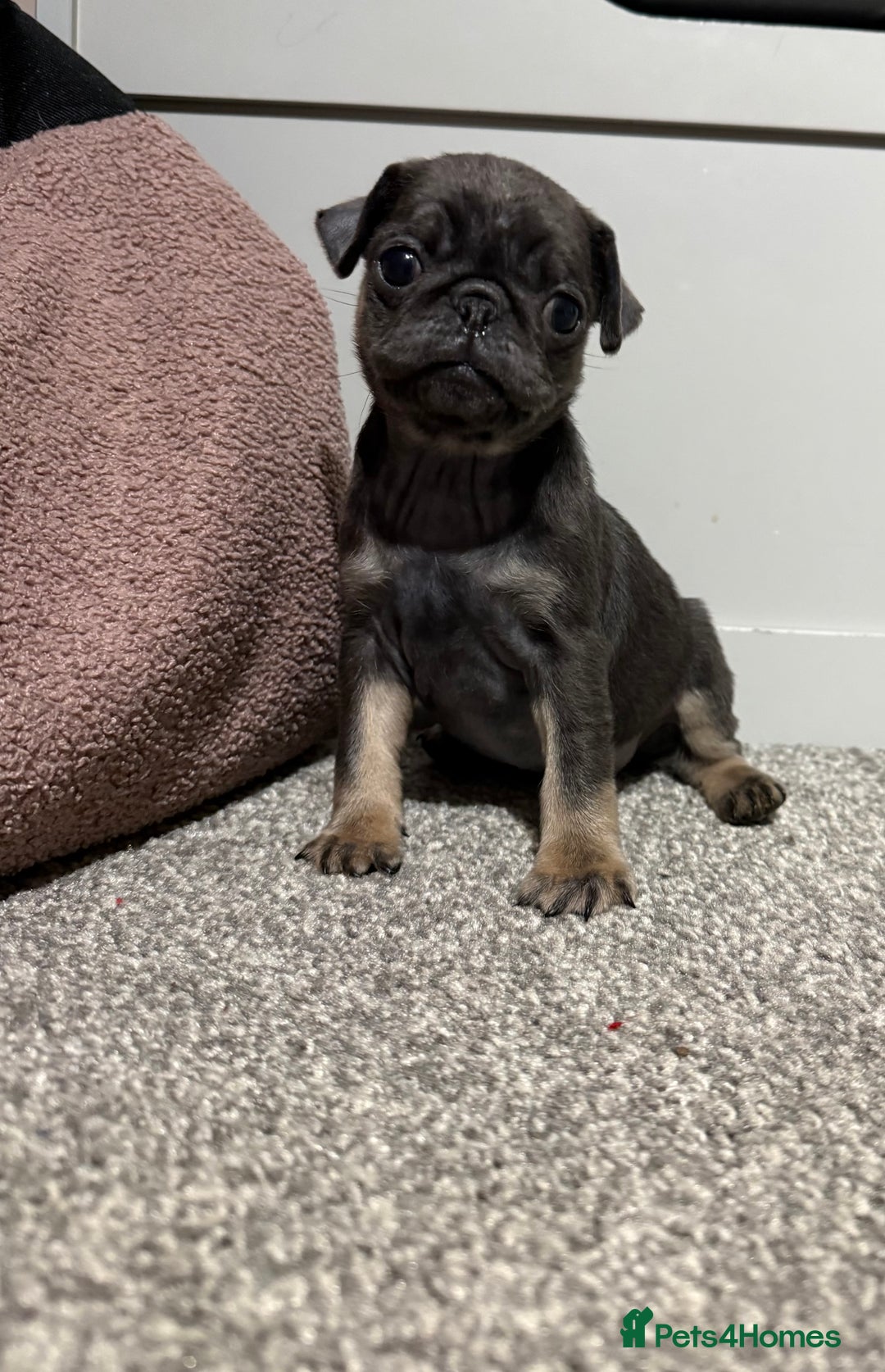Pug dogs for sale: Only 2 left! Rare coloured pug puppies available  - Advert 30
