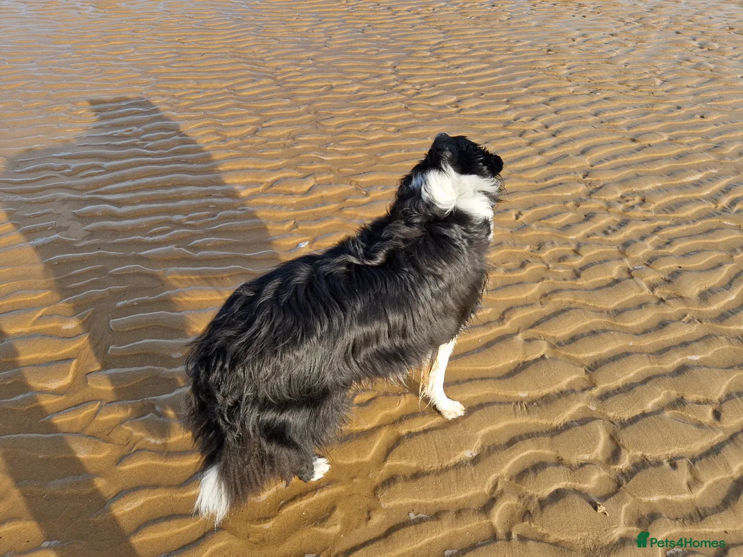 Border Collie dogs for sale: 4 year old Border Collie in Frinton-on-Sea - Advert 12