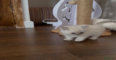 Ragdoll cats - Advert 11