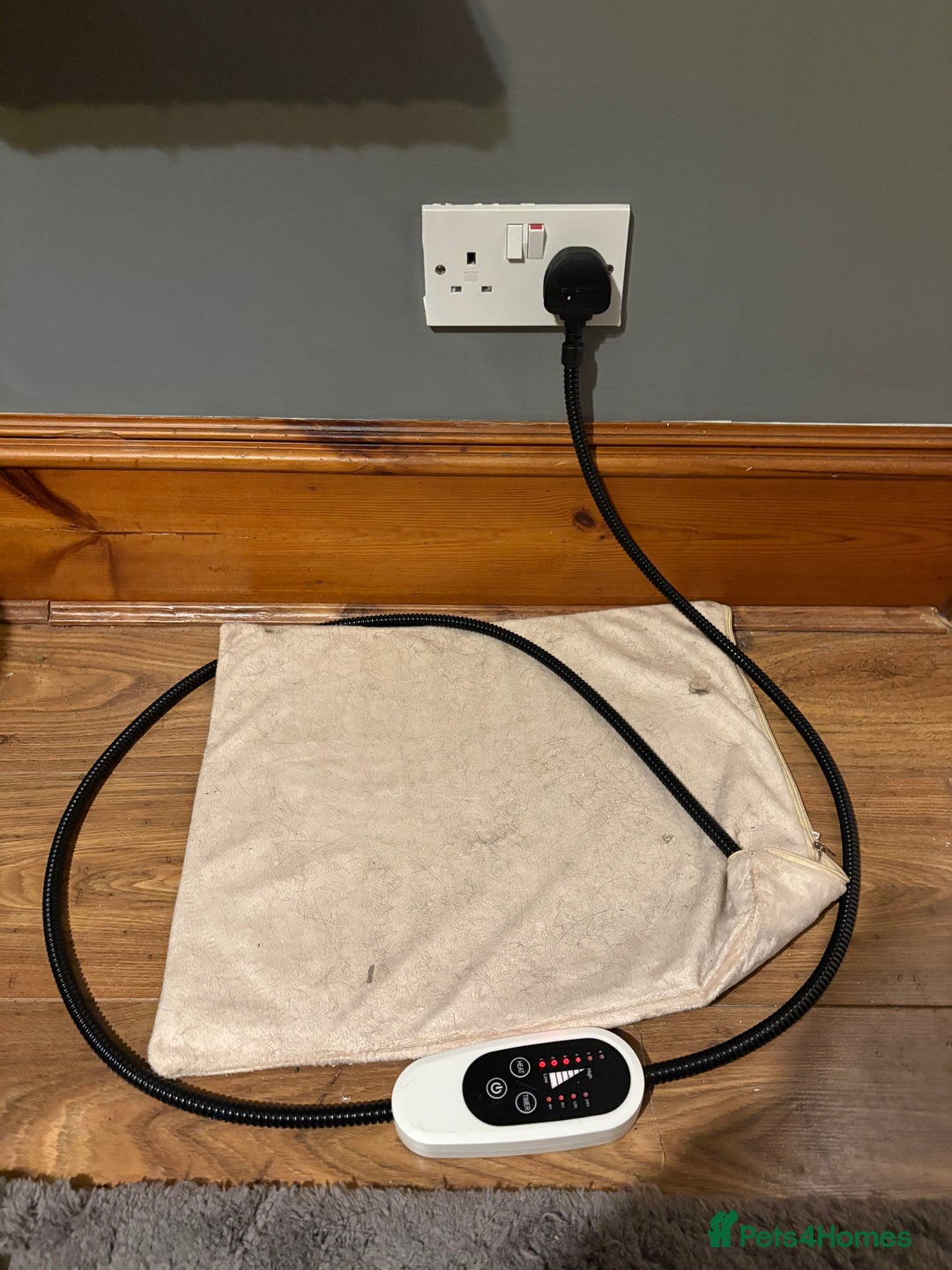 Domestic Shorthair cats for sale: 2 brother cats, 1 year old  - Advert 7