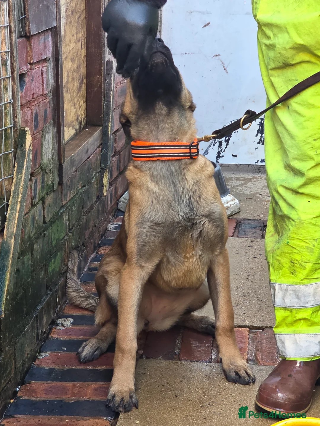 Belgian Shepherd Dog dogs for sale: Belgium shepherd bitch for sale - Advert 2