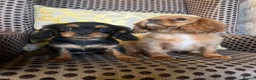 Cavalier King Charles Spaniel dogs for sale: Beautiful Cavaleir King Charles puppies  - Advert 1
