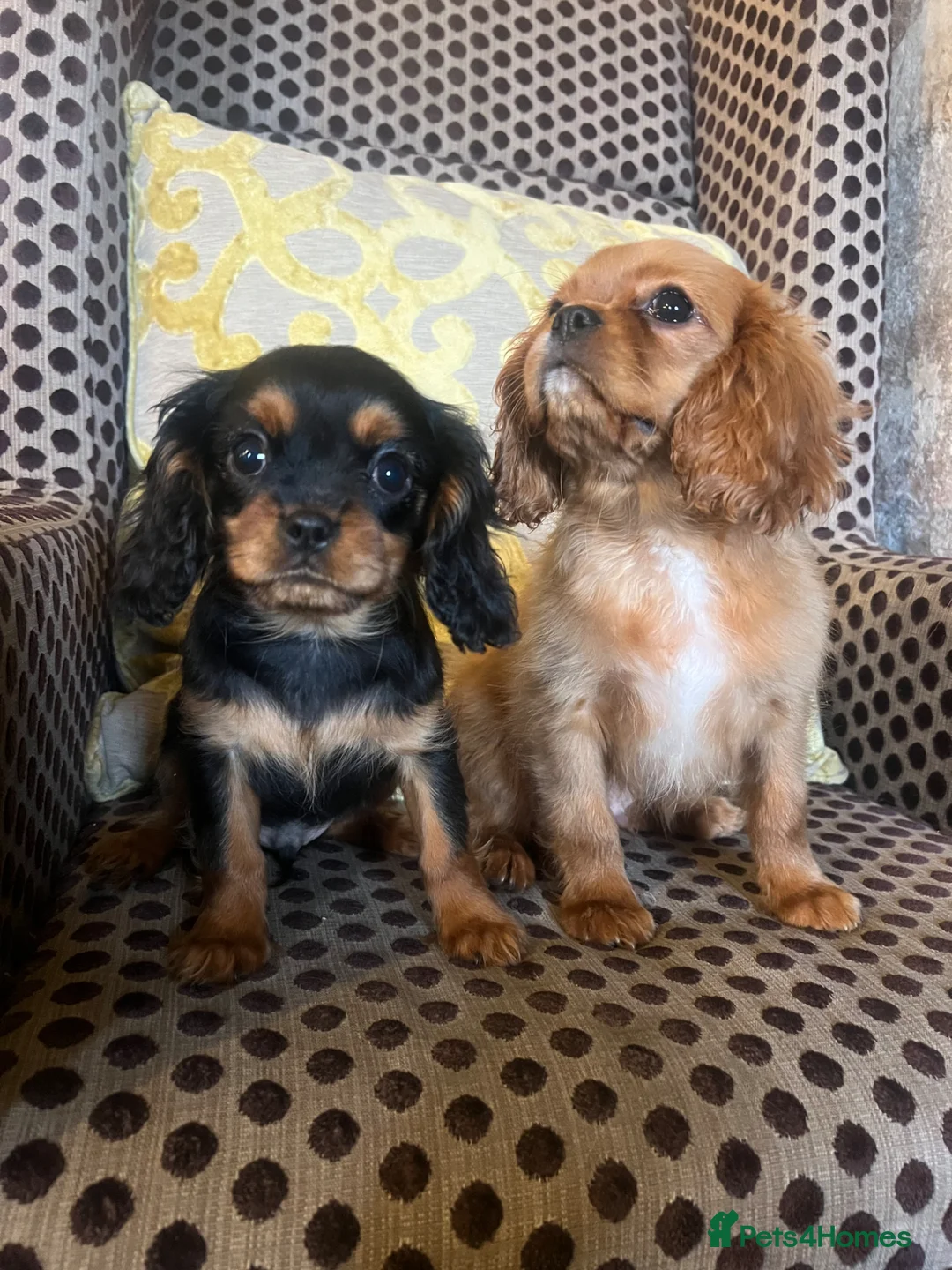 Cavalier King Charles Spaniel dogs for sale: Beautiful Cavaleir King Charles puppies  - Advert 1