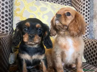 Cavalier King Charles Spaniel dogs Beautiful Cavaleir King Charles puppies - Advert 1
