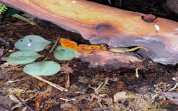 Gecko reptiles for sale: Lizards for sale - lots to choose from  in Nottingham - Image 20