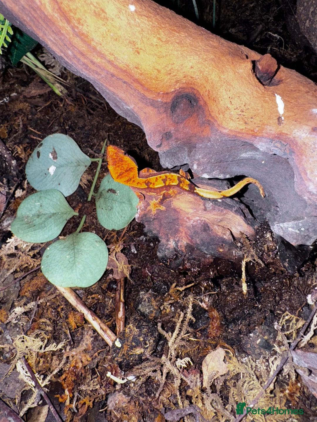 Gecko reptiles for sale: Lizards for sale - lots to choose from  in Nottingham - Image 20