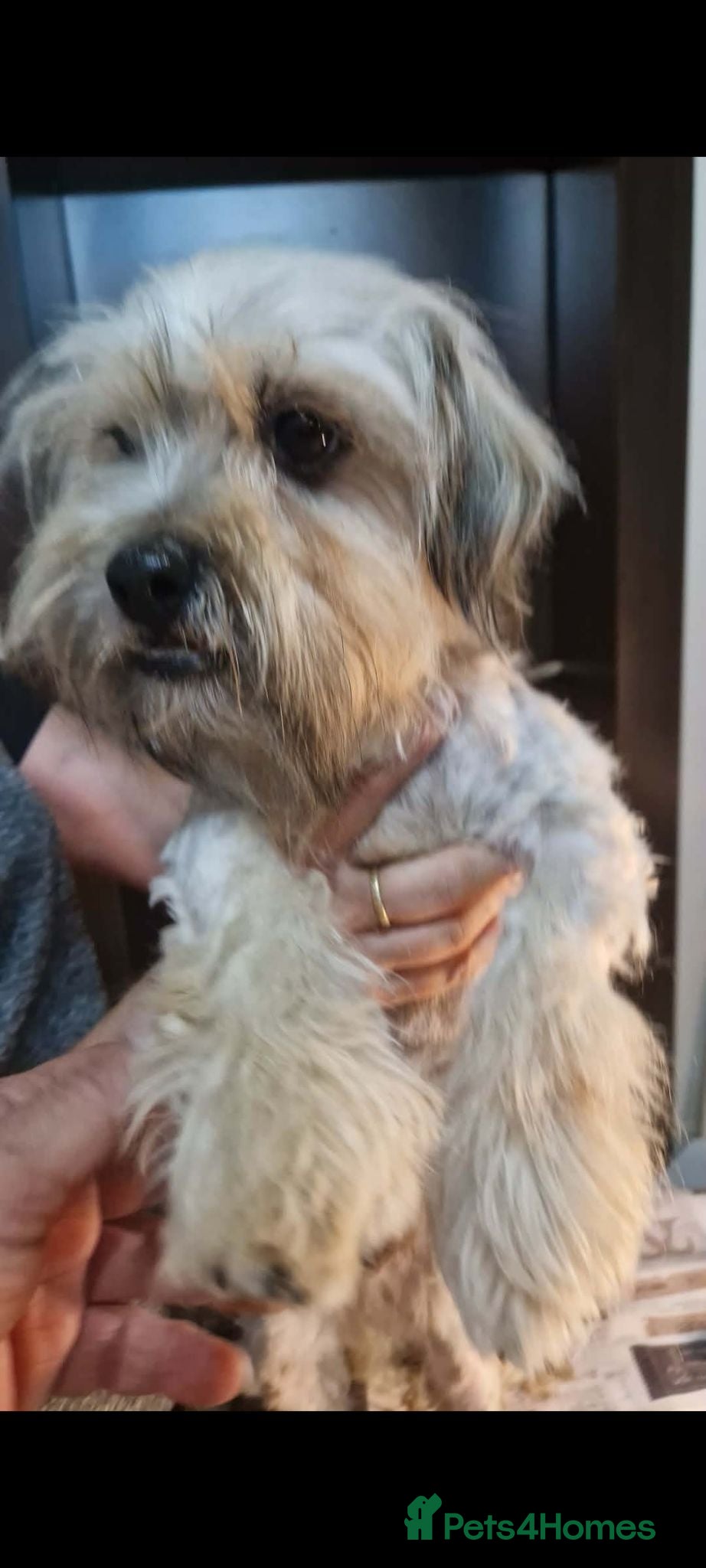 Mixed Breed dogs Casper 5kg male - Advert 2