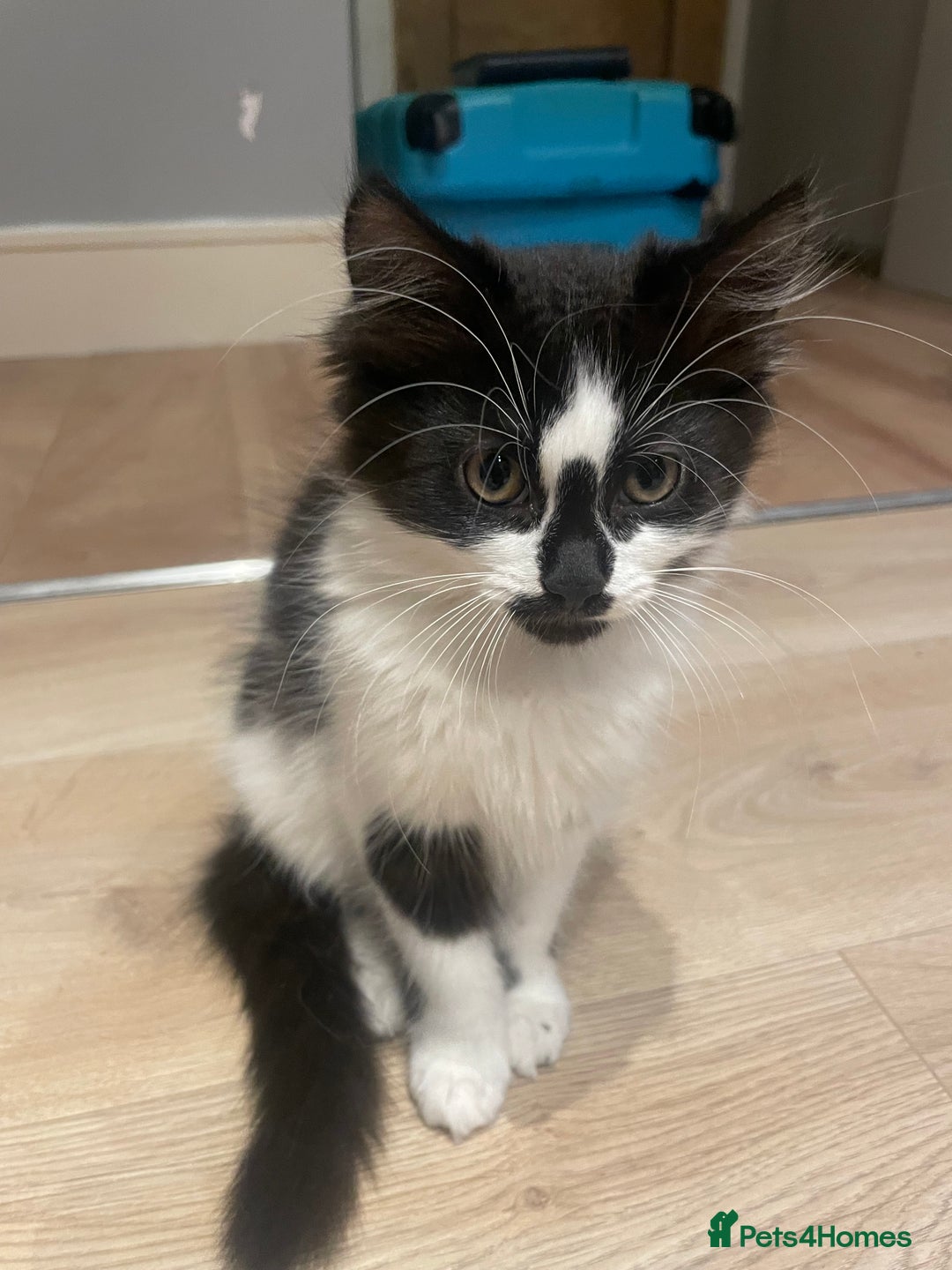 Mixed Breed cats for sale: Super friendly mixed kitten for sale. - Image 3