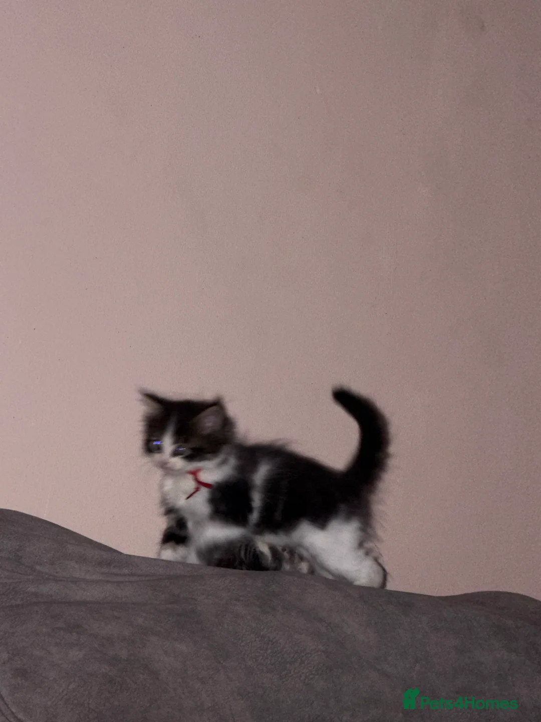 Maine Coon cats for sale: Maincoon Cross in Llanelli - Advert 2