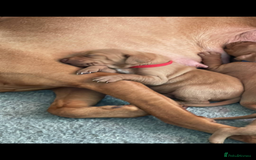 Hungarian Vizsla dogs for sale: Lovely Puppies Ready Soon - Image 6