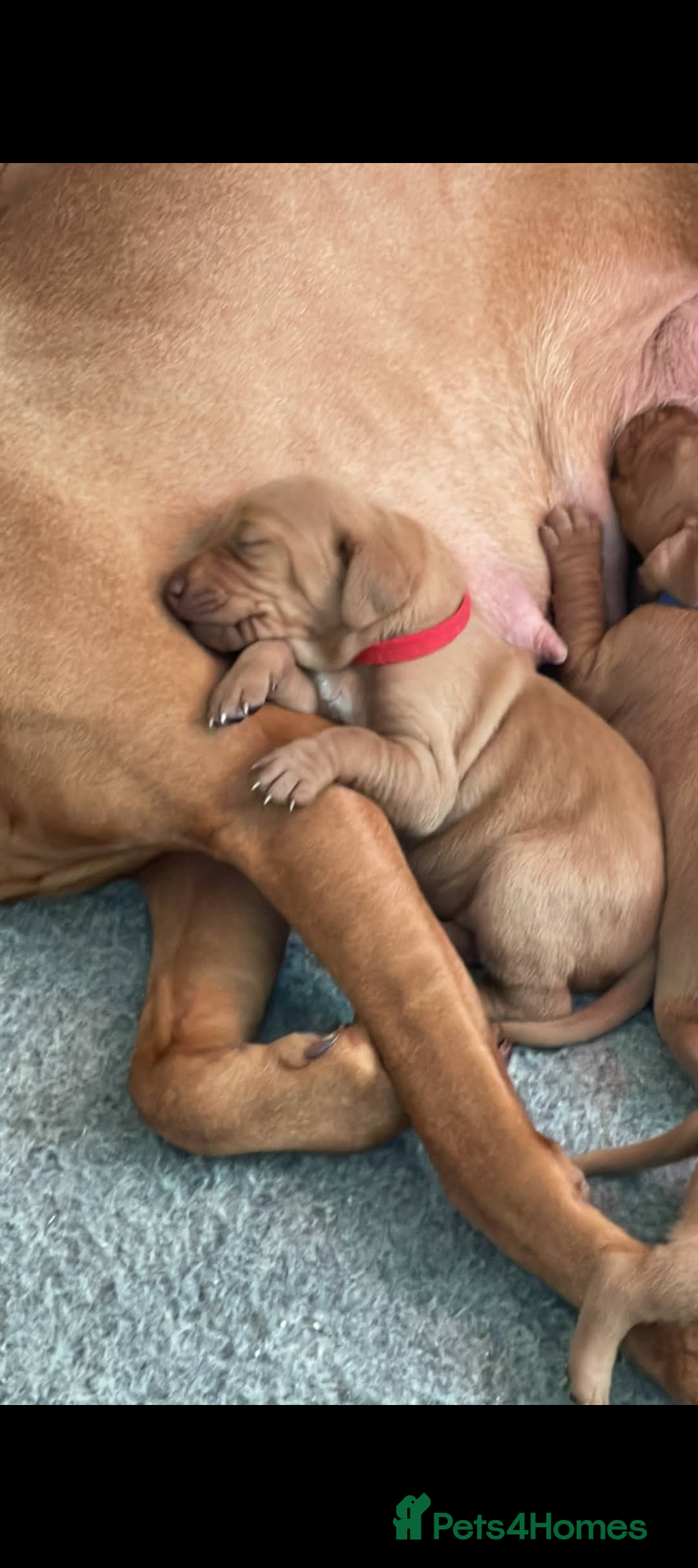 Hungarian Vizsla dogs for sale: Lovely Puppies Ready Soon - Image 6