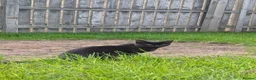 Domestic Shorthair cats for sale: Two gorgeous 11 month kittens  in Lincoln - Advert 9
