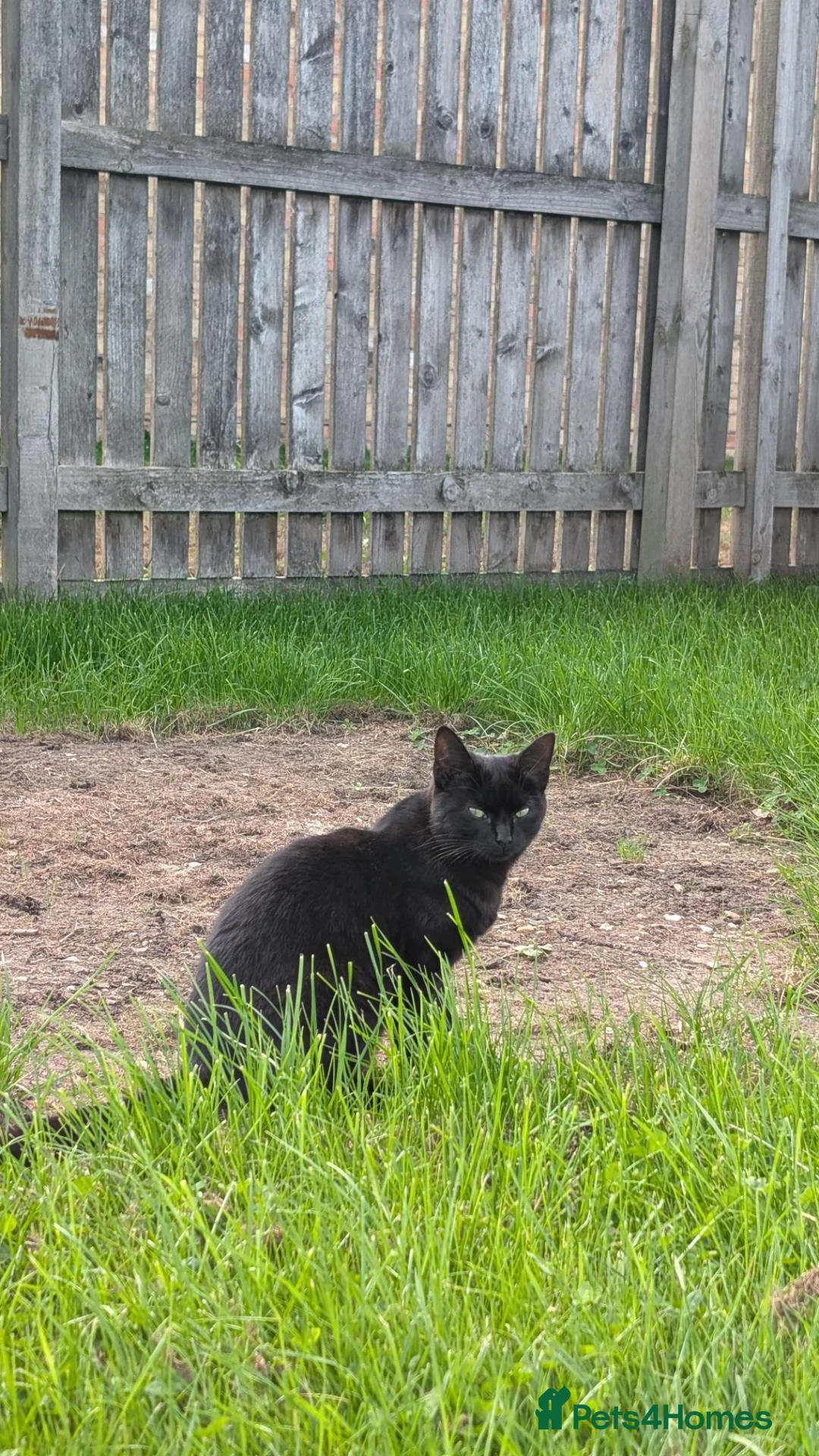Domestic Shorthair cats for sale: Two gorgeous 11 month kittens  in Lincoln - Advert 9
