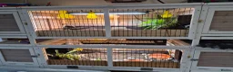 Tortoise reptiles for sale: Horsefield Tortoises  - Advert 8