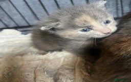 Mixed Breed cats for sale: Half russian blue - Image 3
