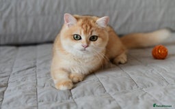 British Shorthair cats for sale: GCCFreg BSH & BLH Chocolate & Black Golden Kittens - Image 39