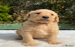Labradoodle dogs for sale: F1 labradoodle  - Image 15