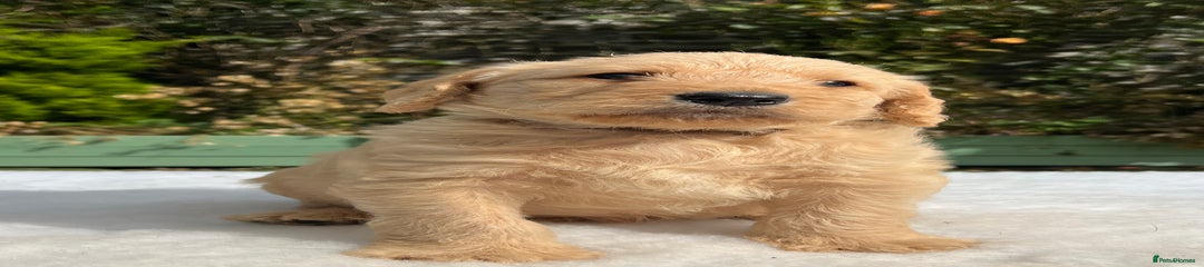 Labradoodle Puppy 2