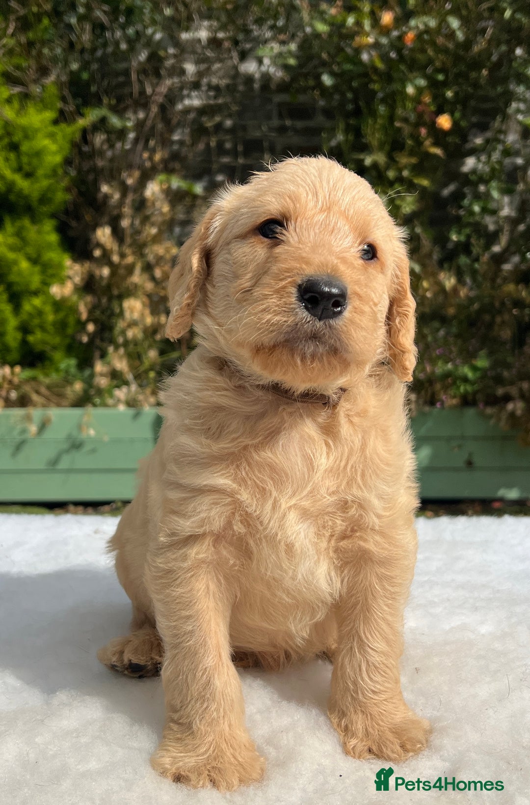 Labradoodle dogs for sale: F1 labradoodle  - Image 15