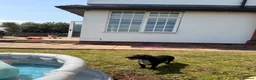 Dachshund dogs for sale: Two beautiful Isabela dachshund b in Rugby - Advert 2