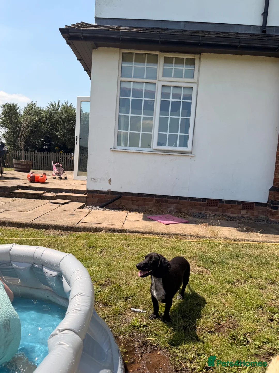 Dachshund dogs for sale: Two beautiful Isabela dachshund b in Rugby - Advert 2