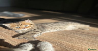 Scottish Fold cats - Advert 2