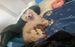 Mixed Breed dogs for sale: Maltese x chihuahua puppies for sale  - Image 3
