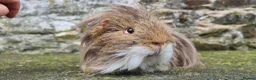 Guinea Pig rodents for sale: Sheltie Male.  - Advert 4