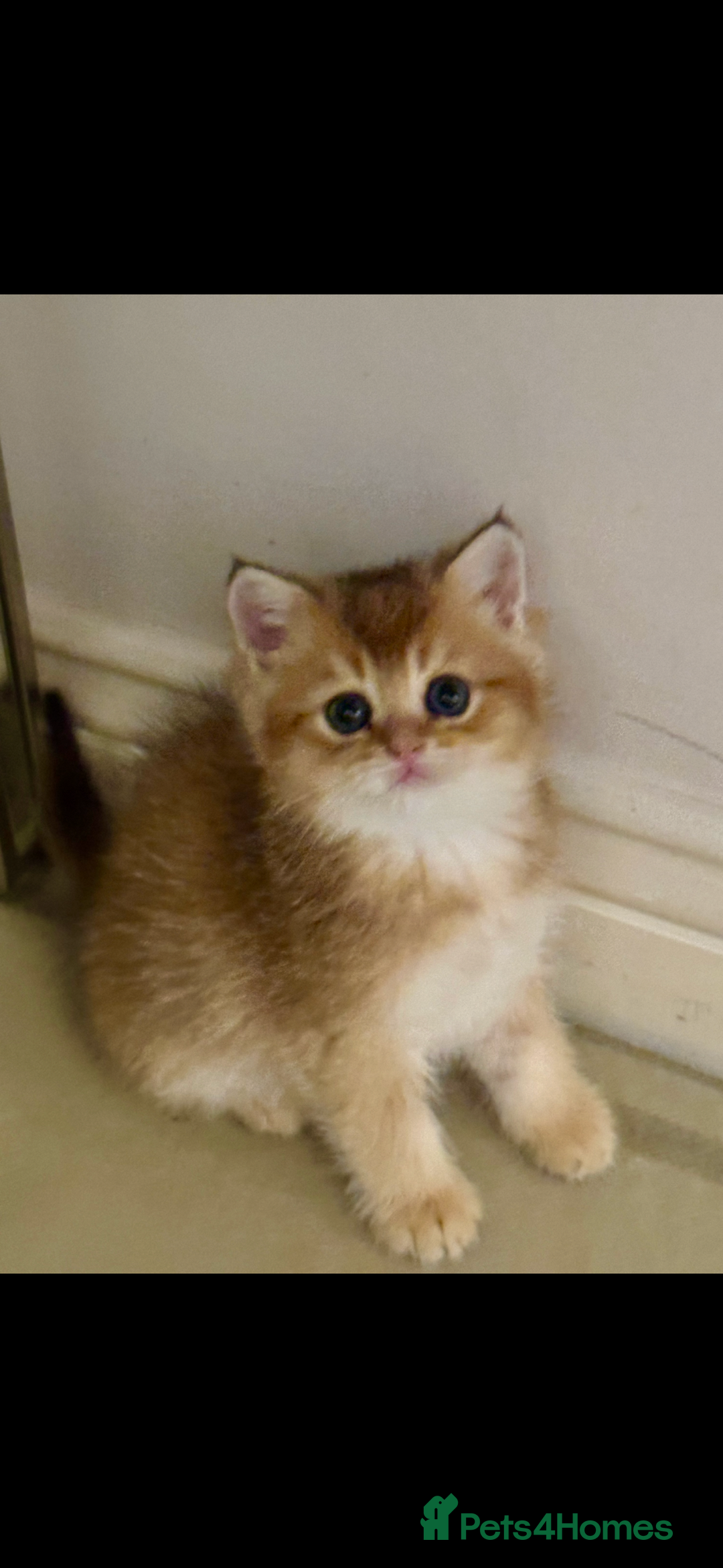 Scottish Fold cats for sale: six purebred Scottish kittens — all female,  - Advert 16