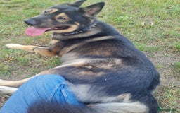 Mixed Breed dogs for sale: Handsome boy to good home - Image 1