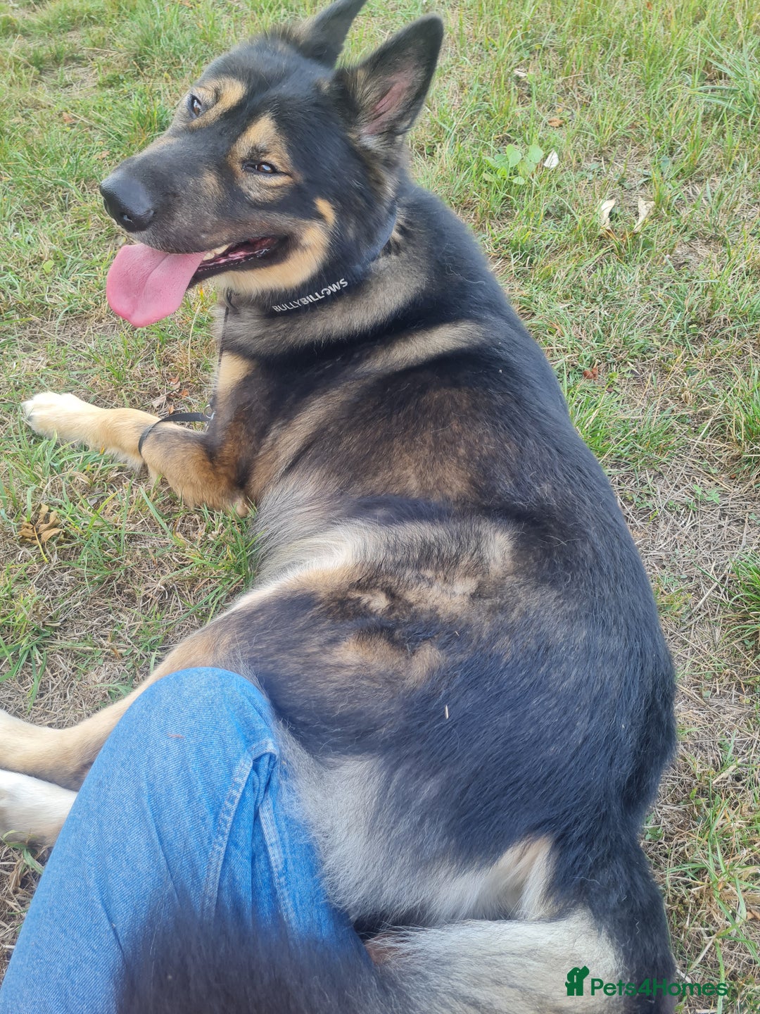 Mixed Breed dogs for sale: Handsome boy to good home - Image 1