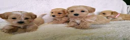 Maltipoo dogs for sale: Miniature Maltipoo Puppies - Advert 16